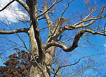 山寨《黑神话：悟空》游戏上线Switch商店 即将发售